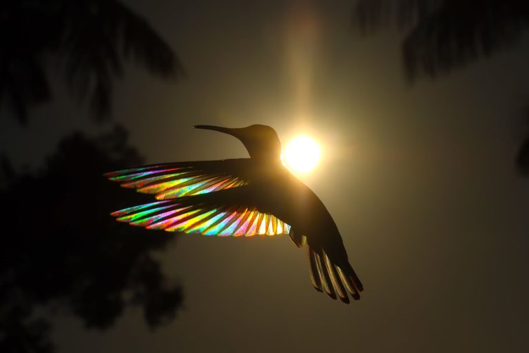 Sunlight Illuminates a Full Spectrum of Color As It Filters Through Hummingbird Wings in a New Photo Book