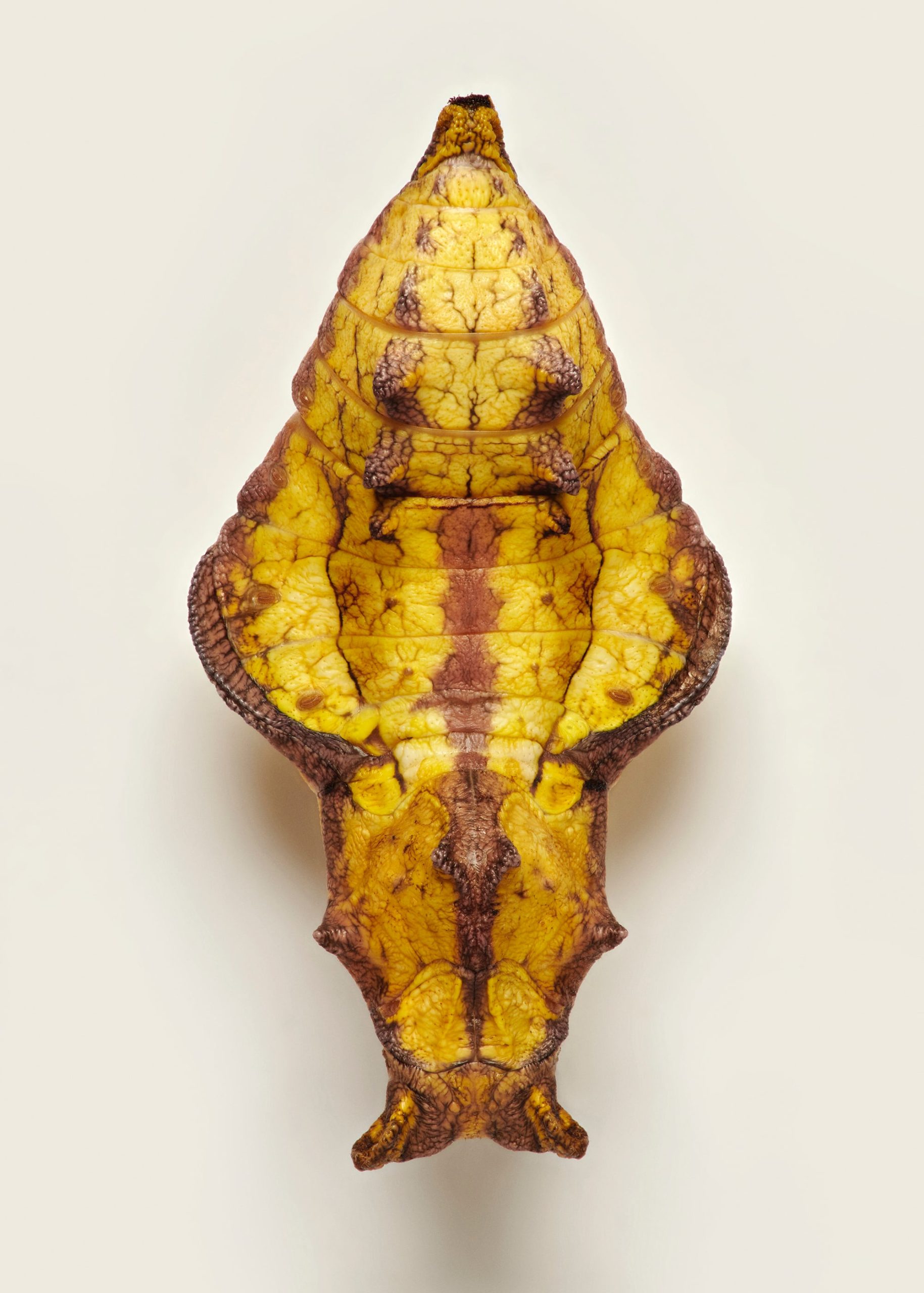 A photo of a butterfly pupa that looks like a plantain