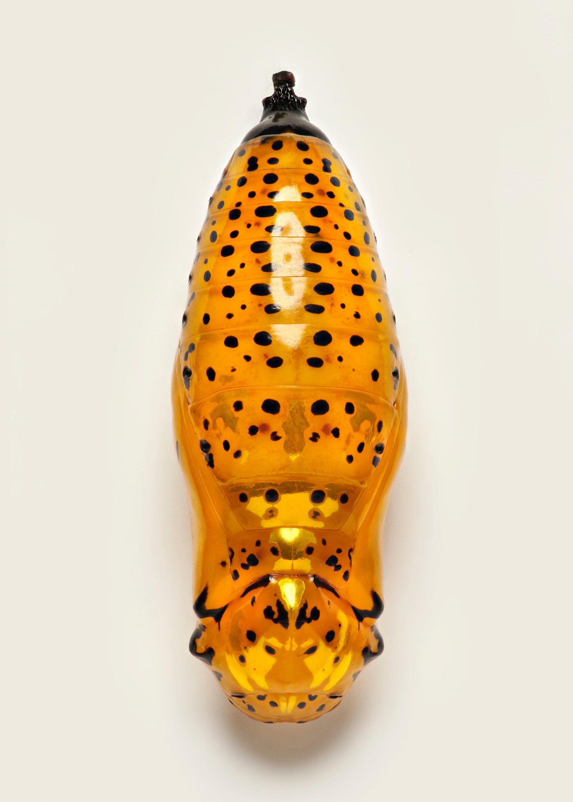 A photo of a butterfly pupa with black dots
