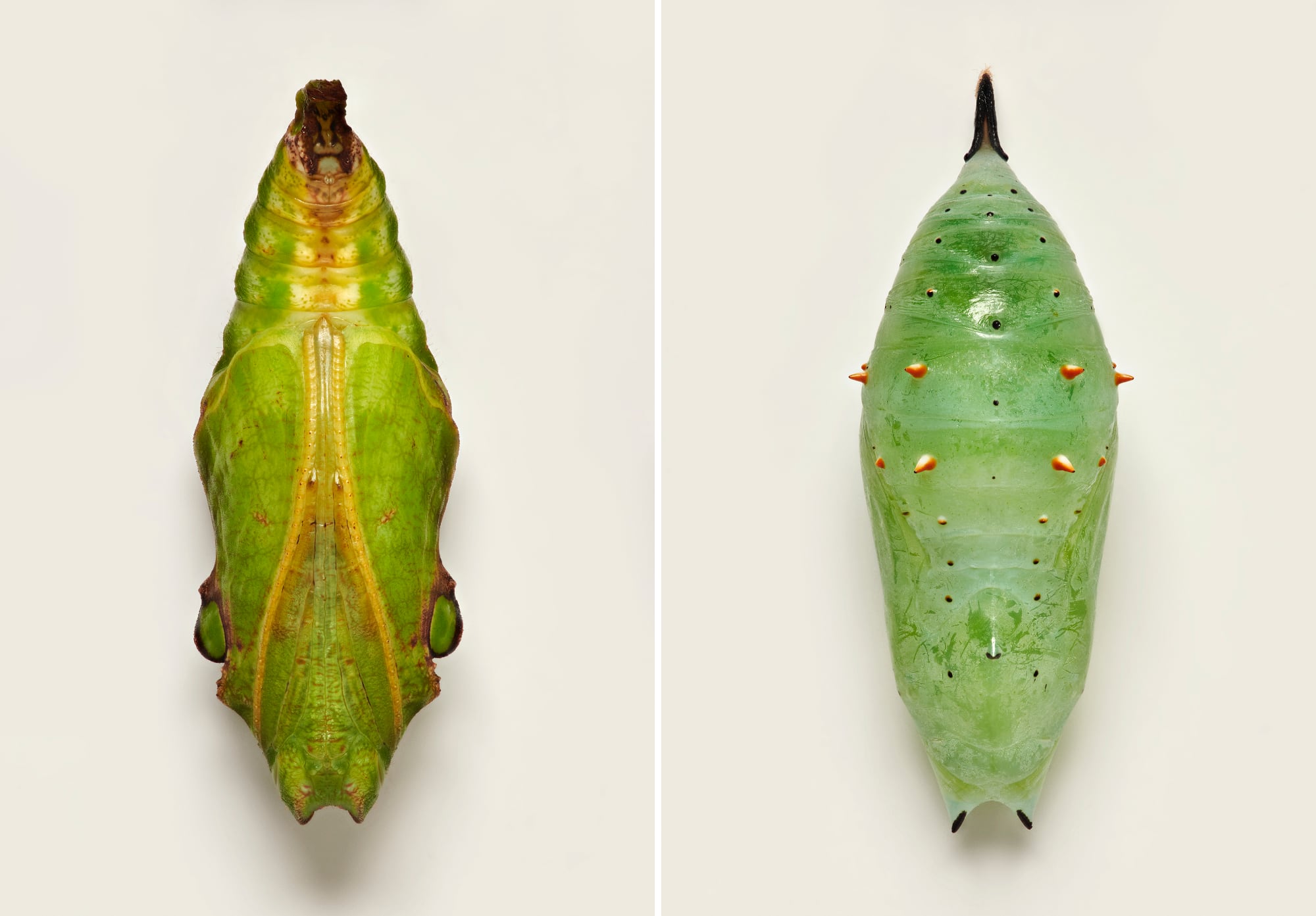 Two photos of green butterfly pupae