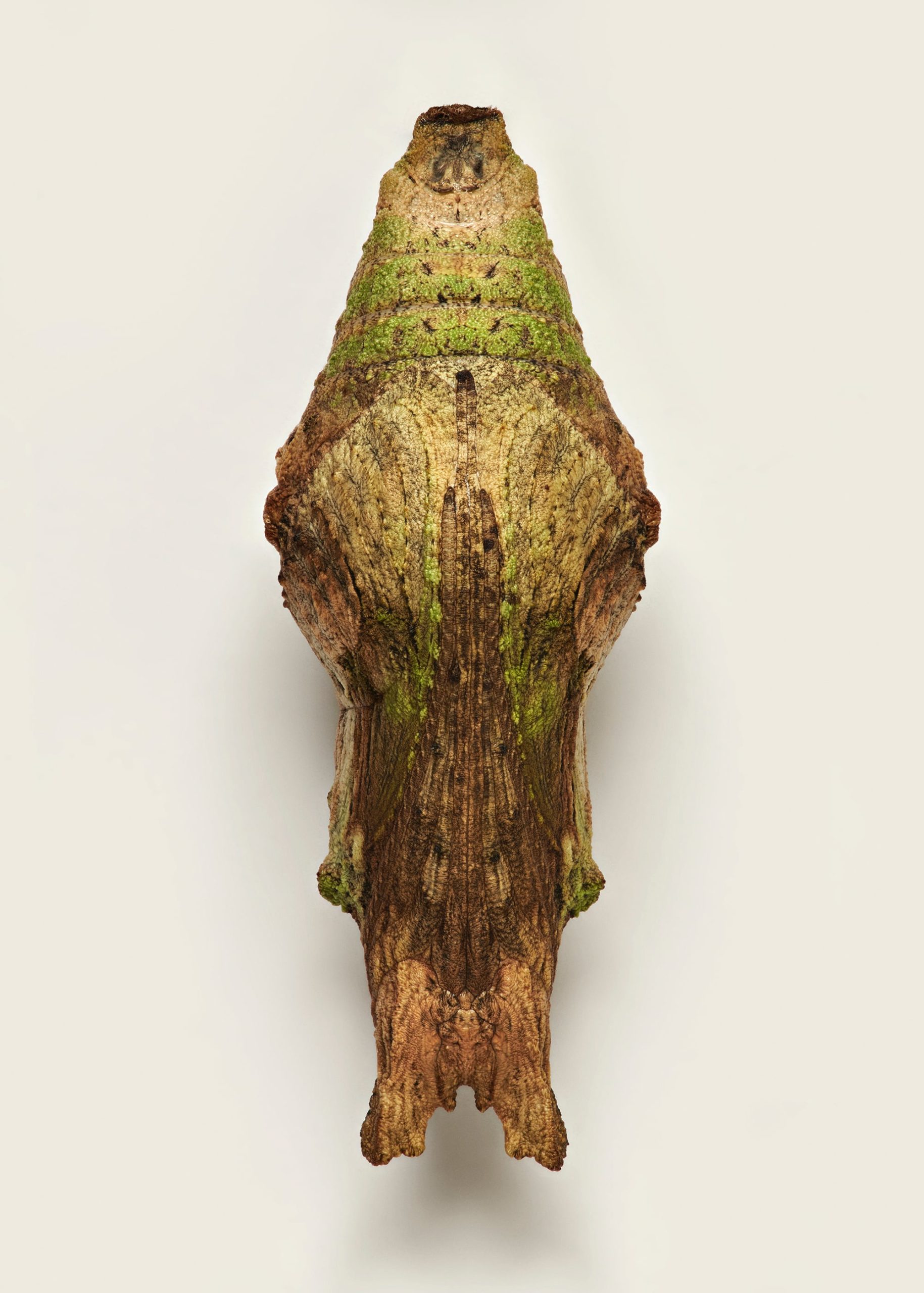 A photo of a butterfly pupa that looks like mossy bark