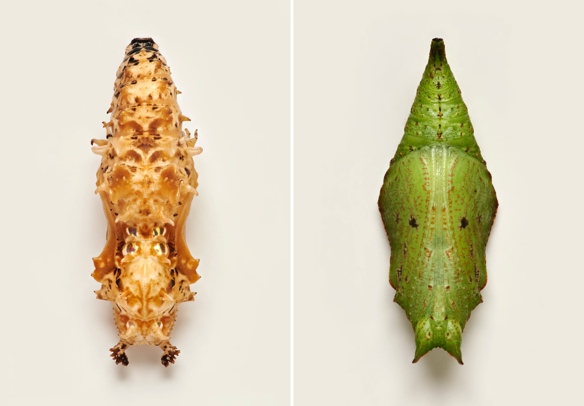 Two photos of butterfly pupae that are brown and green