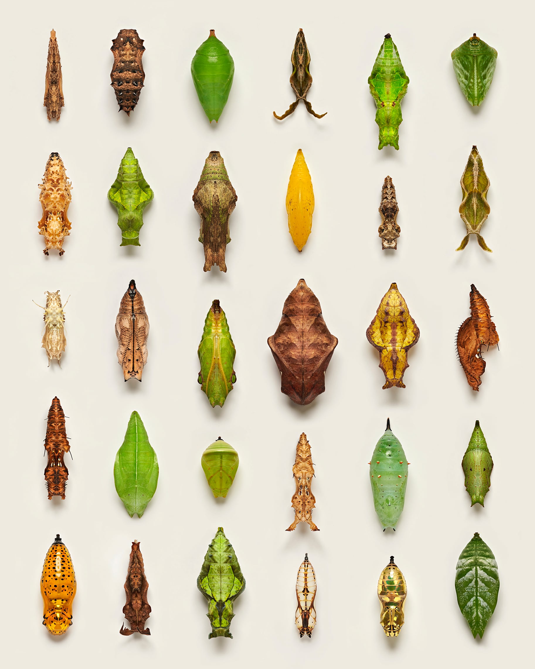 A photo of 30 butterfly pupae